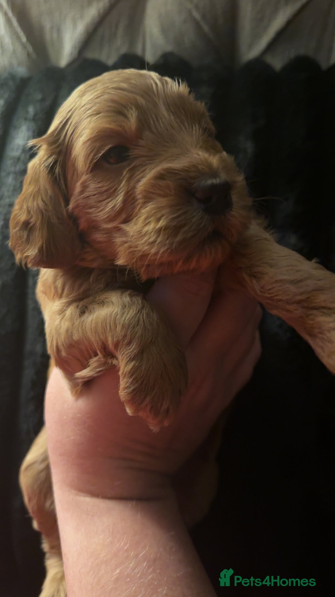 Cockapoo dogs for sale: F1 Cockapoos - Advert 3