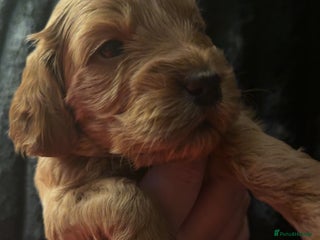 Cockapoo dogs F1 Cockapoos - Advert 2