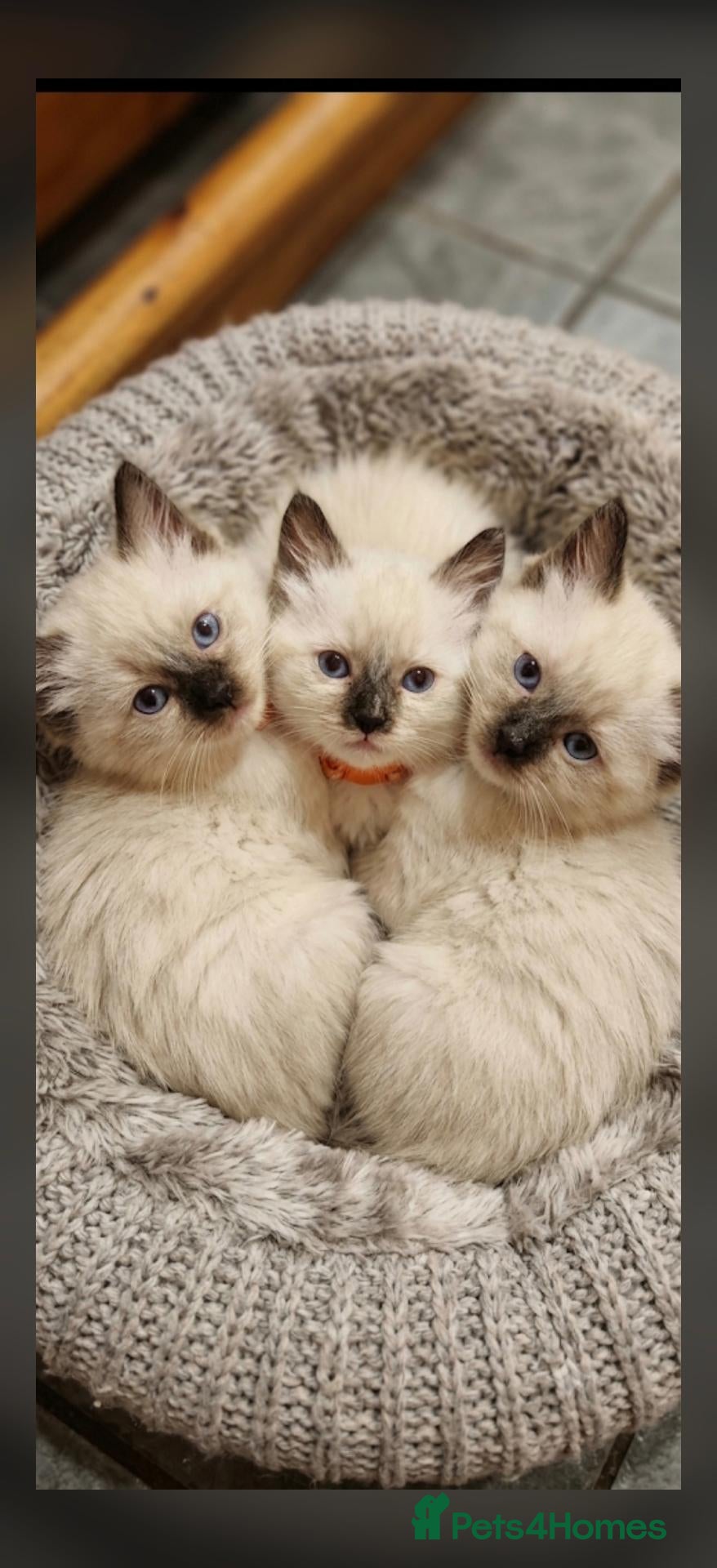 Ragdoll cats ​Beautiful Ragdoll Kittens  Boys & Girls Available - Advert 18