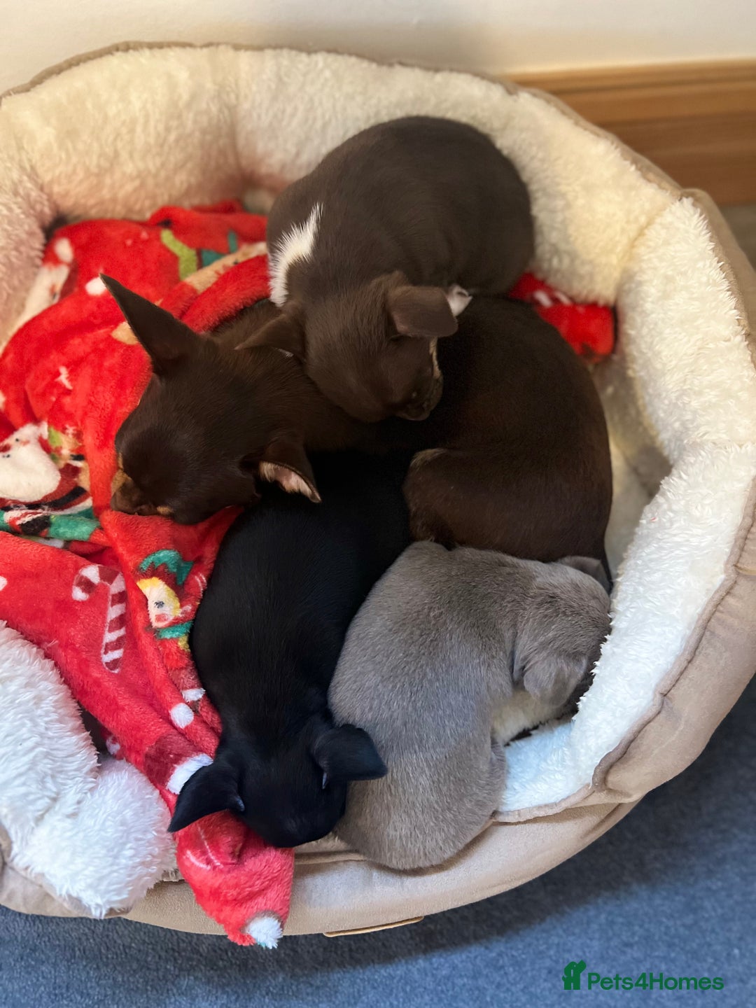 Chihuahua dogs for sale: Kc registered lilac chihuahua girl - Advert 15