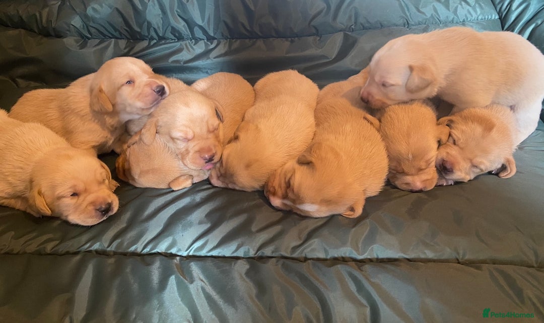 Labrador Retriever dogs for sale: Pedigree Labrador Pups - Image 4