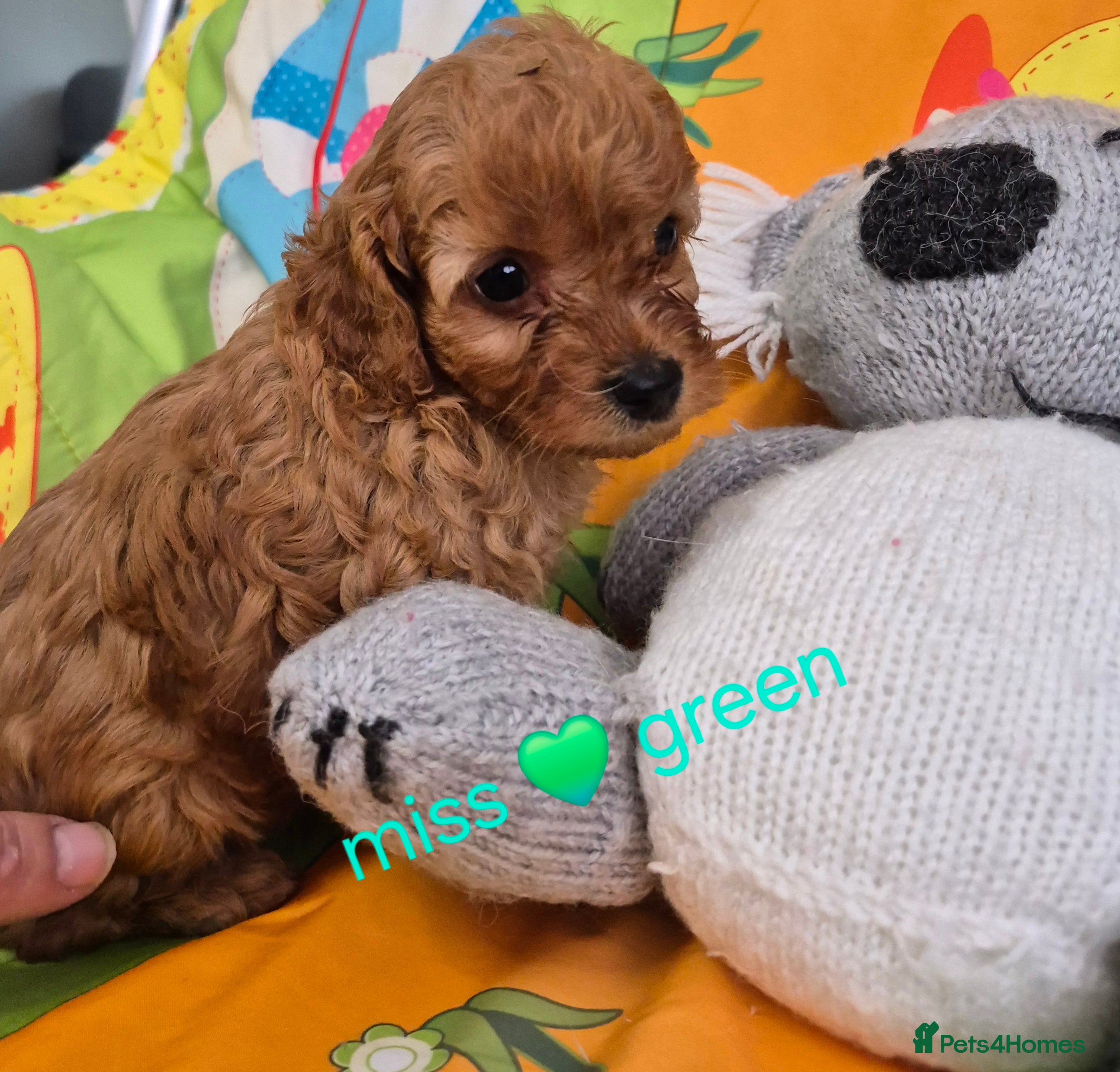 Cavapoo dogs Complete Dna HEALTH Tested parents cavapoo puppies - Advert 2