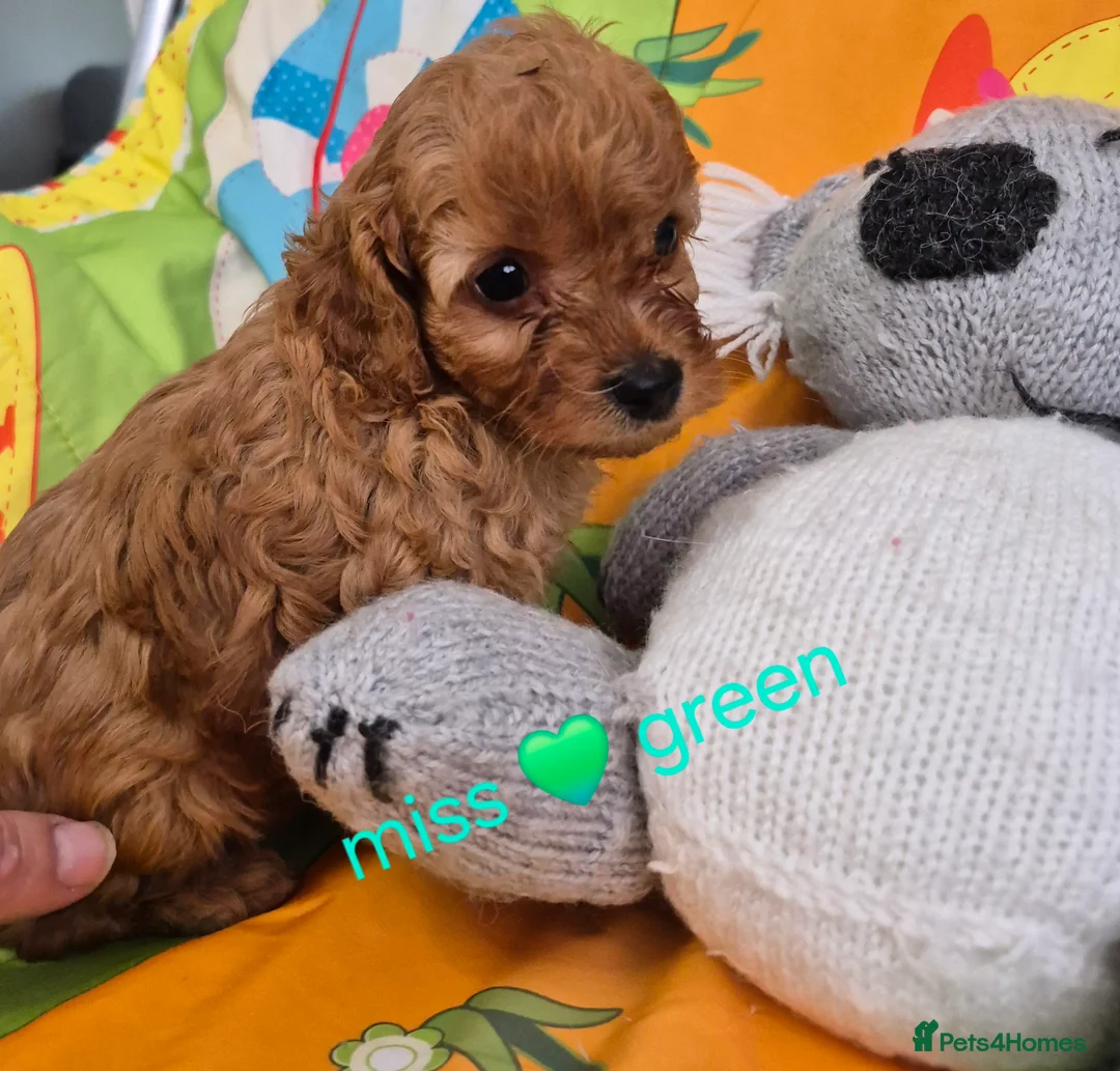 Cavapoo dogs for sale: Complete Dna HEALTH Tested parents cavapoo puppies - Advert 2