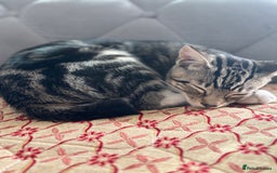 Domestic Shorthair cats for sale: Male Kitten - very cuddly and friendly  - Image 7