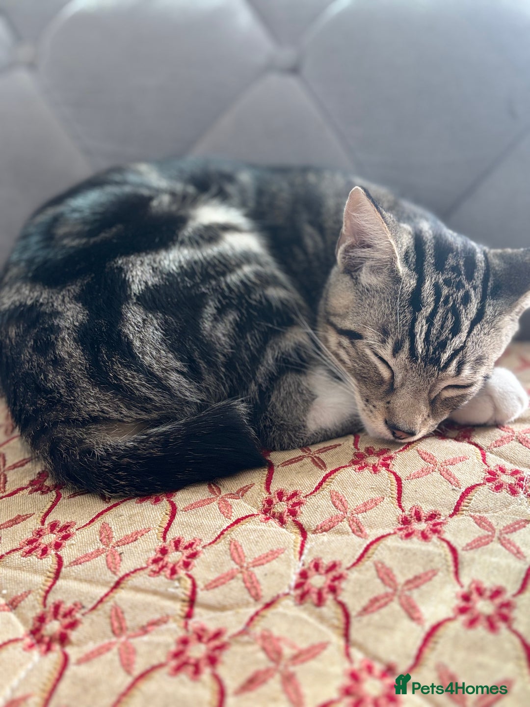 Domestic Shorthair cats for sale: Male Kitten - very cuddly and friendly  - Image 7