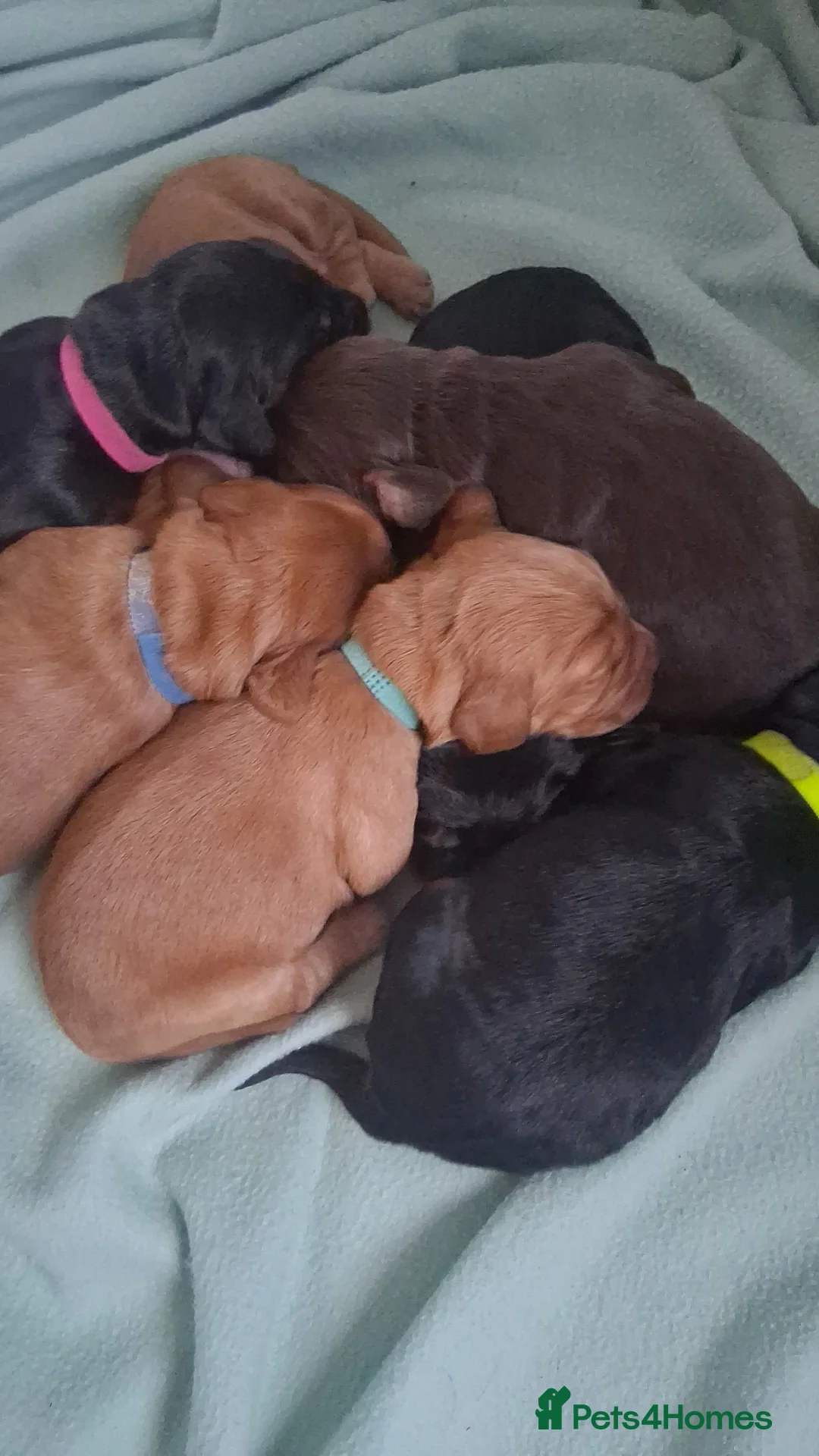Cocker Spaniel dogs for sale: Exceptional KC Cocker Spaniel Pups - Advert 23