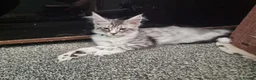 Maine Coon cats for sale: LAST 2 BEAUTYFULL KITTENS Tica Reg.!! - Advert 16