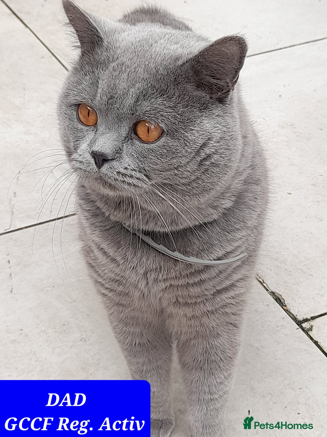 British Shorthair cats for stud: GCCF ACTIV Blue BSH Boy for Stud  in Boston - Advert 3