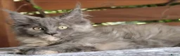 Maine Coon cats for sale: XL Maine coon kittens  - Advert 18