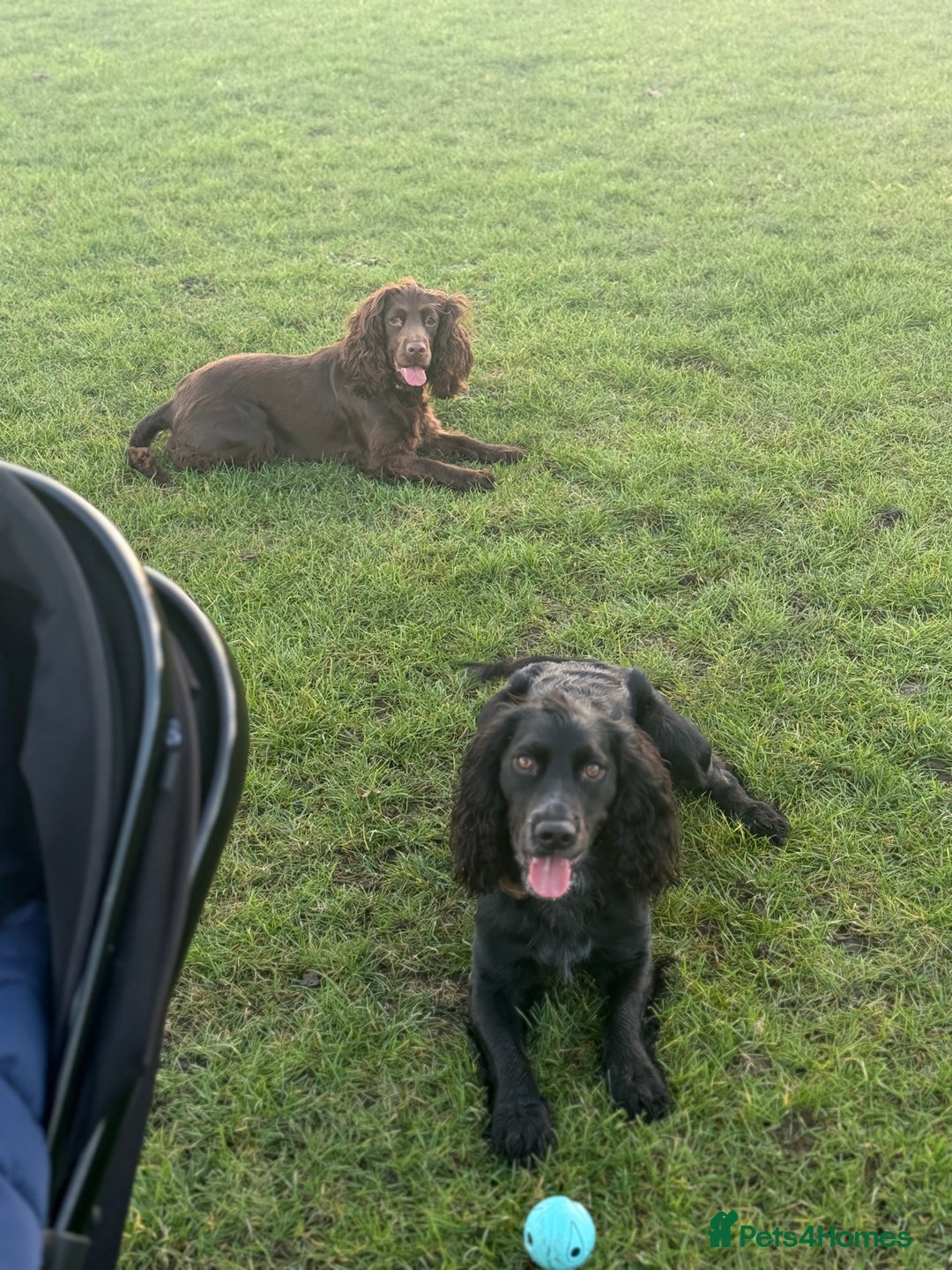 Cocker Spaniel dogs for sale: 6 beautiful Cocker Spaniel puppies.  - Advert 12