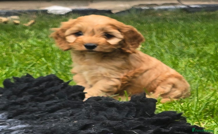 Cavapoochon dogs - Advert 1