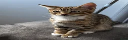 Mixed Breed cats for sale: Bengal x Tabby mixbreed. - Advert 8