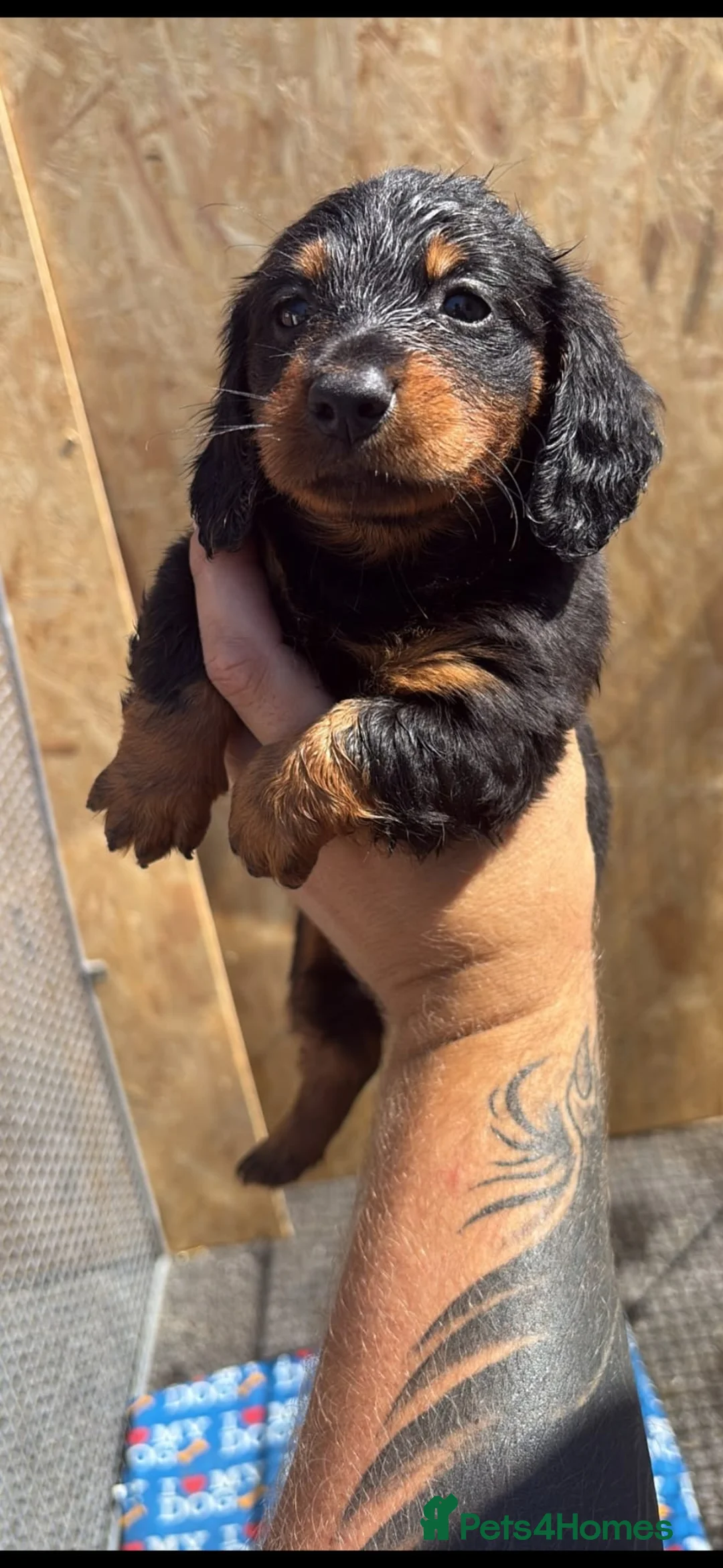 Miniature Dachshund dogs for sale: Black long haired boy stunning dog  in Salford - Advert 2