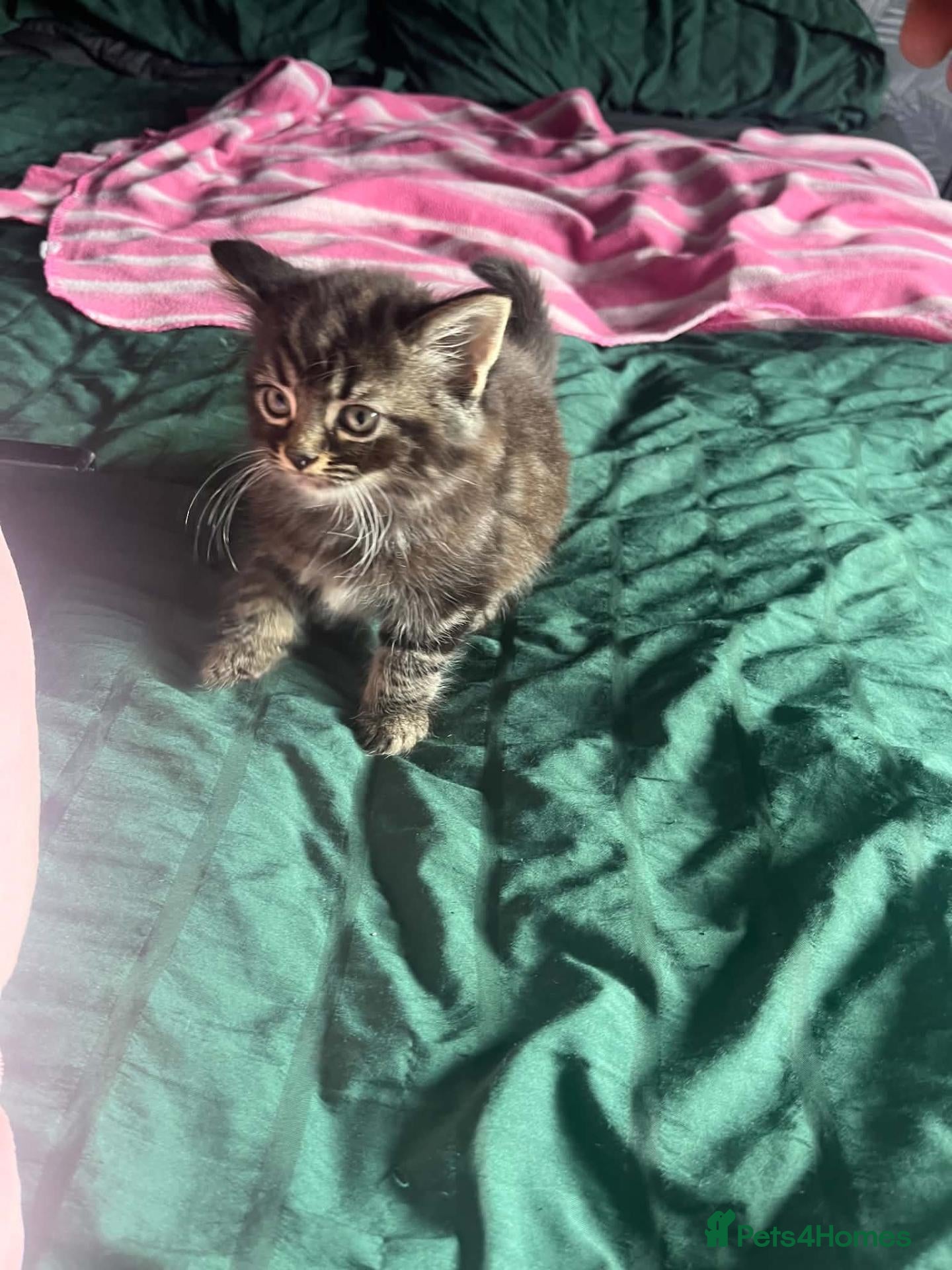 Mixed Breed cats Beautiful Tabby Kittens, looking for forever homes - Advert 16
