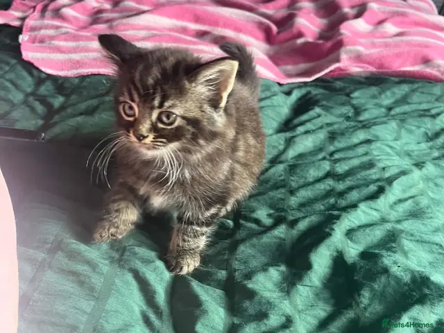 Mixed Breed cats Beautiful Tabby Kittens, looking for forever homes - Advert 1
