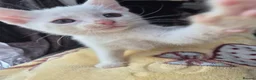 Mixed Breed cats for sale: White Kittens Ready to leave - Advert 10