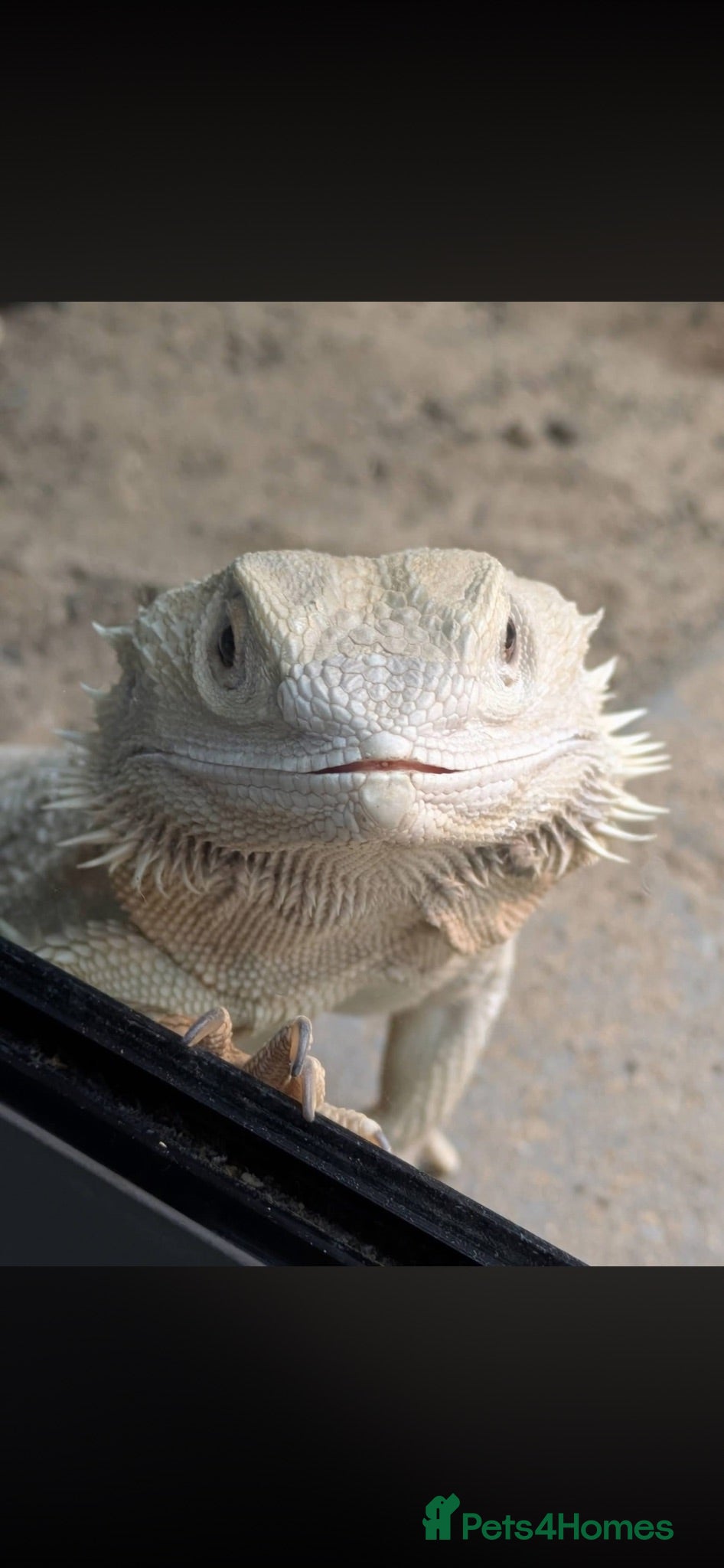 Bearded Dragon reptiles 4 Year Old Female Zero Bearded Dragon- Full Setup - Advert 9