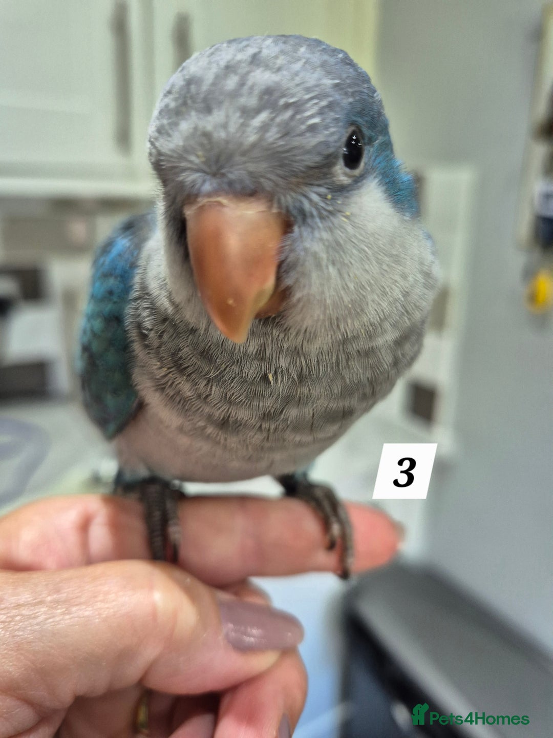 Parrots birds for sale: Handreared baby Quaker parrots Dna tested - Image 3