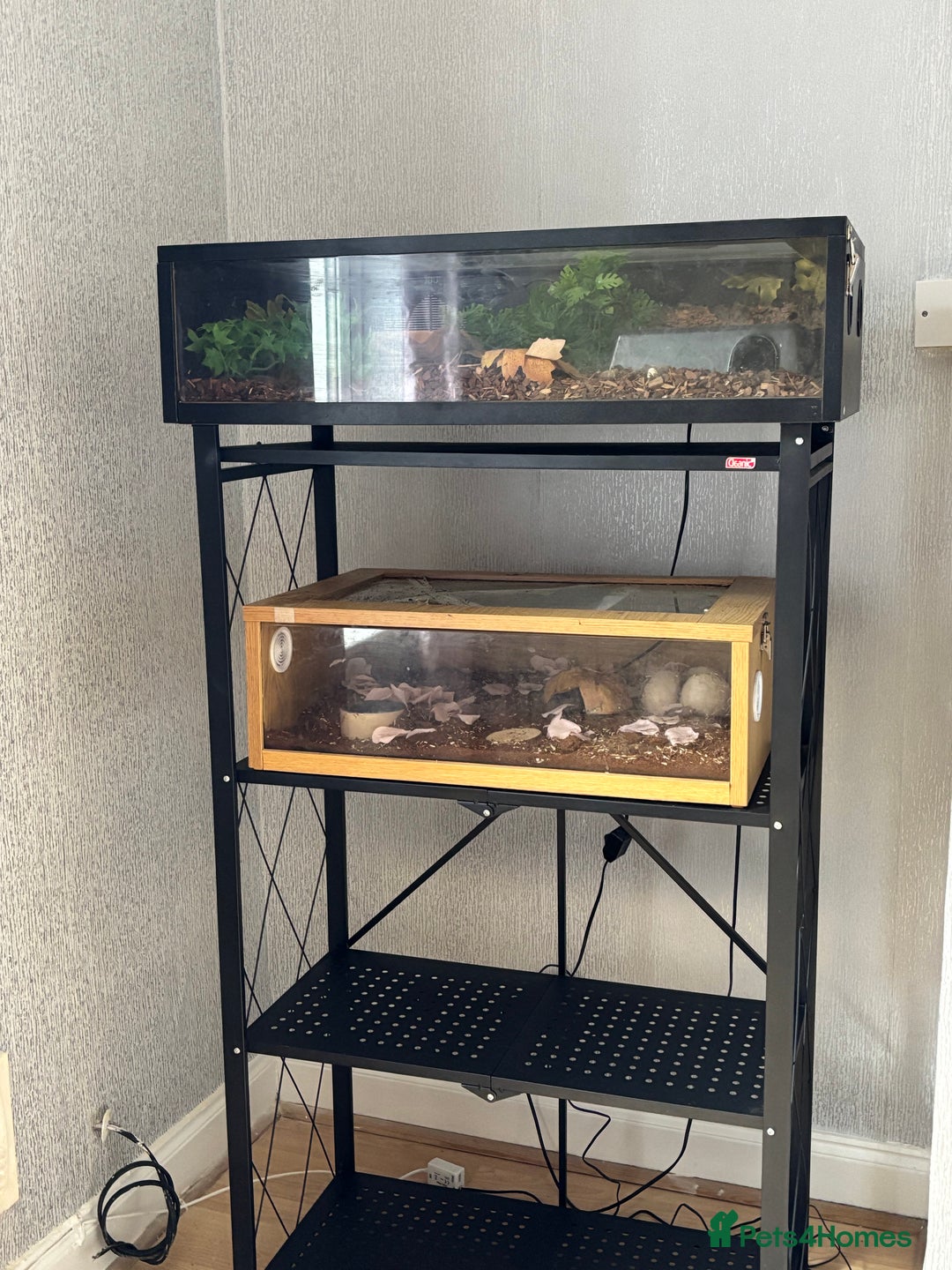 Snake reptiles for sale: 3 Snakes for rehoming  - Image 4