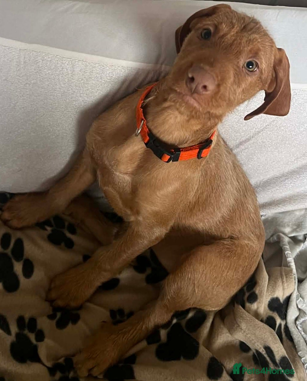 Hungarian Vizsla dogs Beautiful Hungarian Vizsla Puppies READY NOW - Advert 7