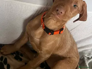 Hungarian Vizsla dogs Beautiful Hungarian Vizsla Puppies READY NOW - Advert 7