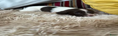 English Springer Spaniel 3