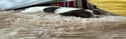 English Springer Spaniel dogs for sale: Adorable Kennel club registered ESS puppies  - Advert 10