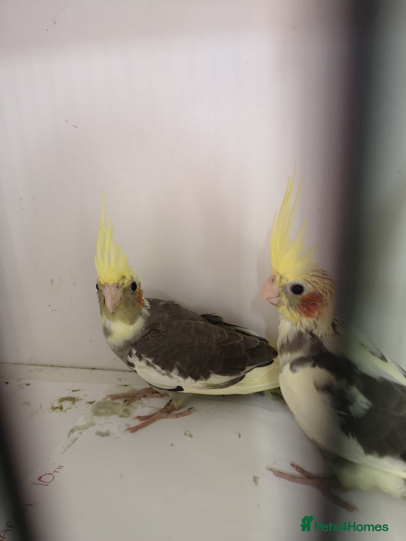 Cockatiels birds Baby cockatiels - Advert 19