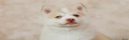 Pomsky dogs for sale: F4 Pomsky Puppies - 2 blue eyed girls left  - Advert 2