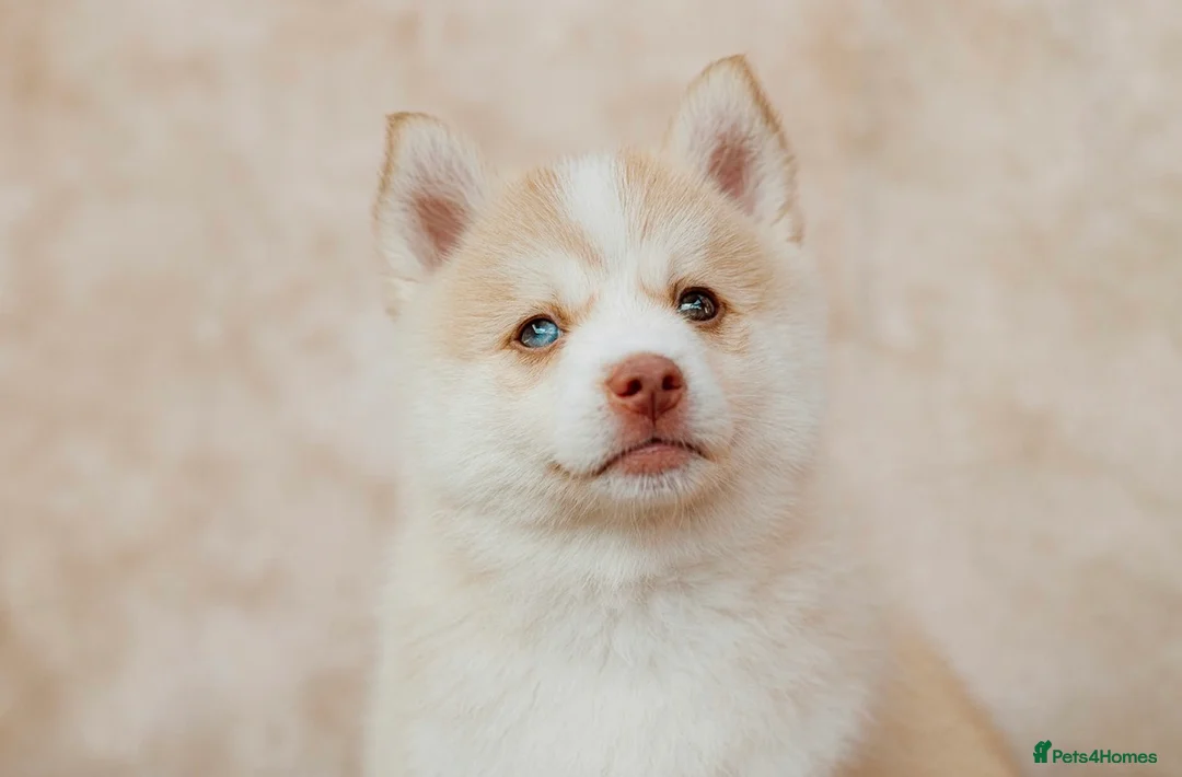 Pomsky dogs for sale: F4 Pomsky Puppies - 2 blue eyed girls left  - Advert 2