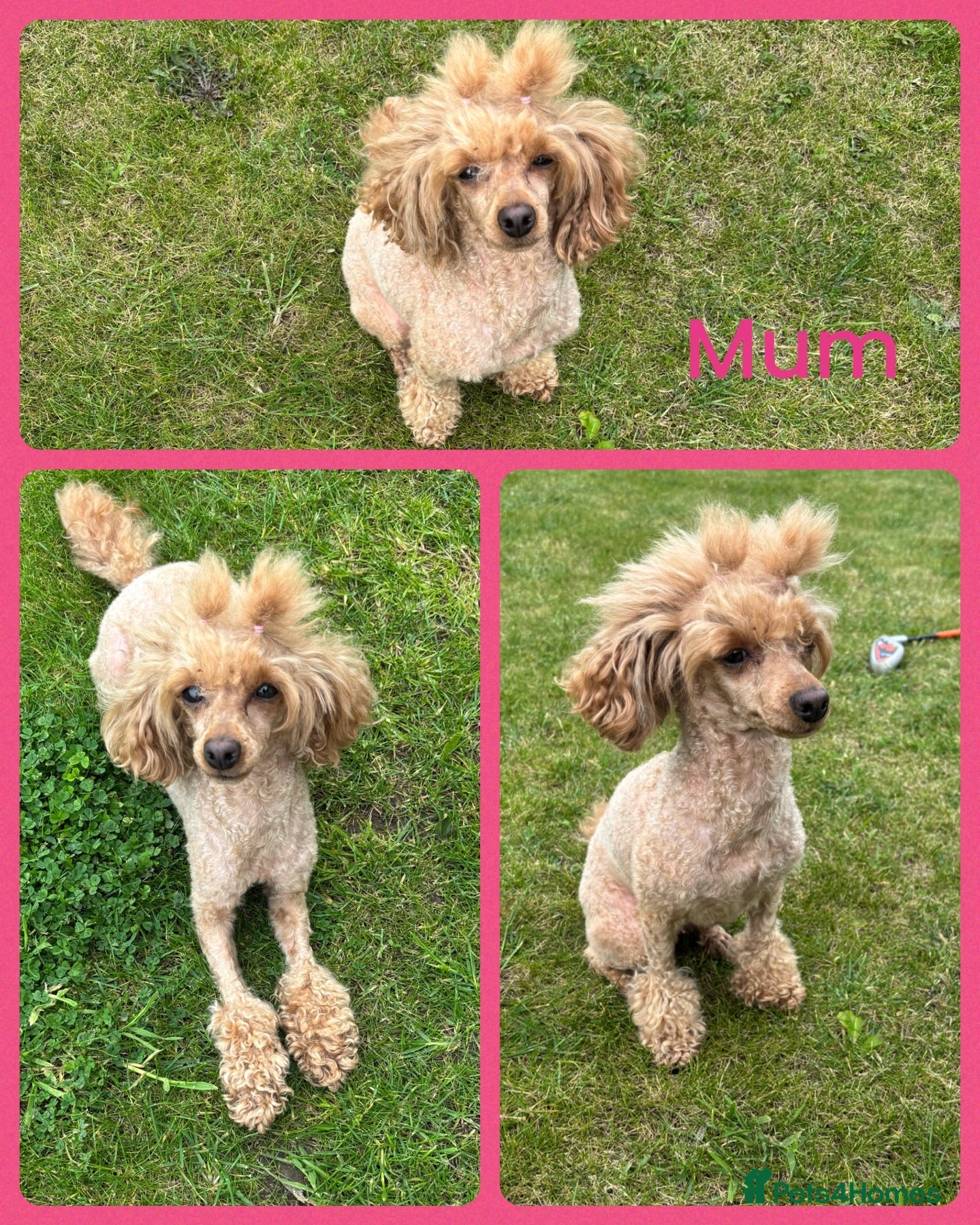 Toy Poodle dogs Tiny Toy ×Asian Poodle Puppies Ready 21/09/26 - Advert 1