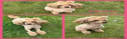 Toy Poodle dogs for sale: Tiny Toy ×Asian Poodle Puppies Ready 21/09/26 - Advert 1