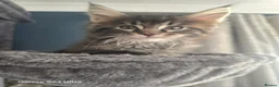 Maine Coon cats for sale:  🐾❤️ BEAUTIFUL MAINE COON KITTENS  ❤️🐾 - Advert 13