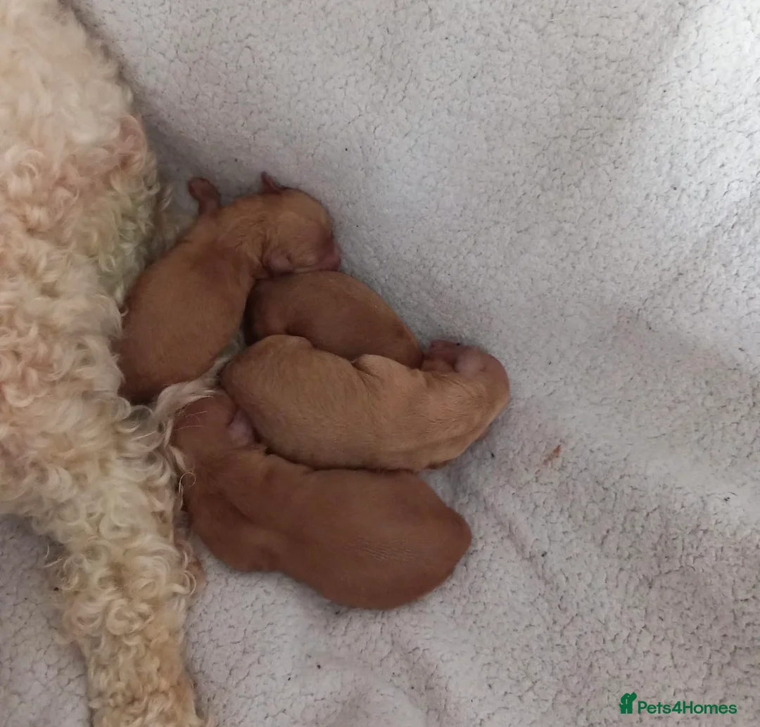 Toy Poodle dogs for stud: Proven Red Toy Poodle for STUD KC Registered in Dudley - Advert 12