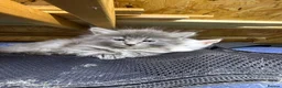 Maine Coon cats for sale: Mainecoon x  - Advert 20