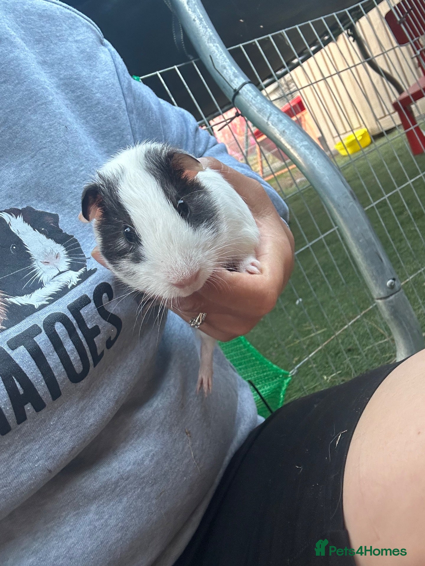 Guinea Pig rodents for sale: Male guinea pig pair  - Advert 2