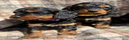 Cavapoo dogs for sale: Black and Tan Cavapoos - Advert 5