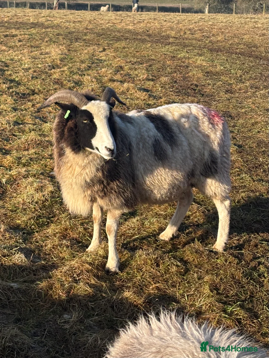 Sheep livestock for sale: In lamb Jacob’s  - Advert 3