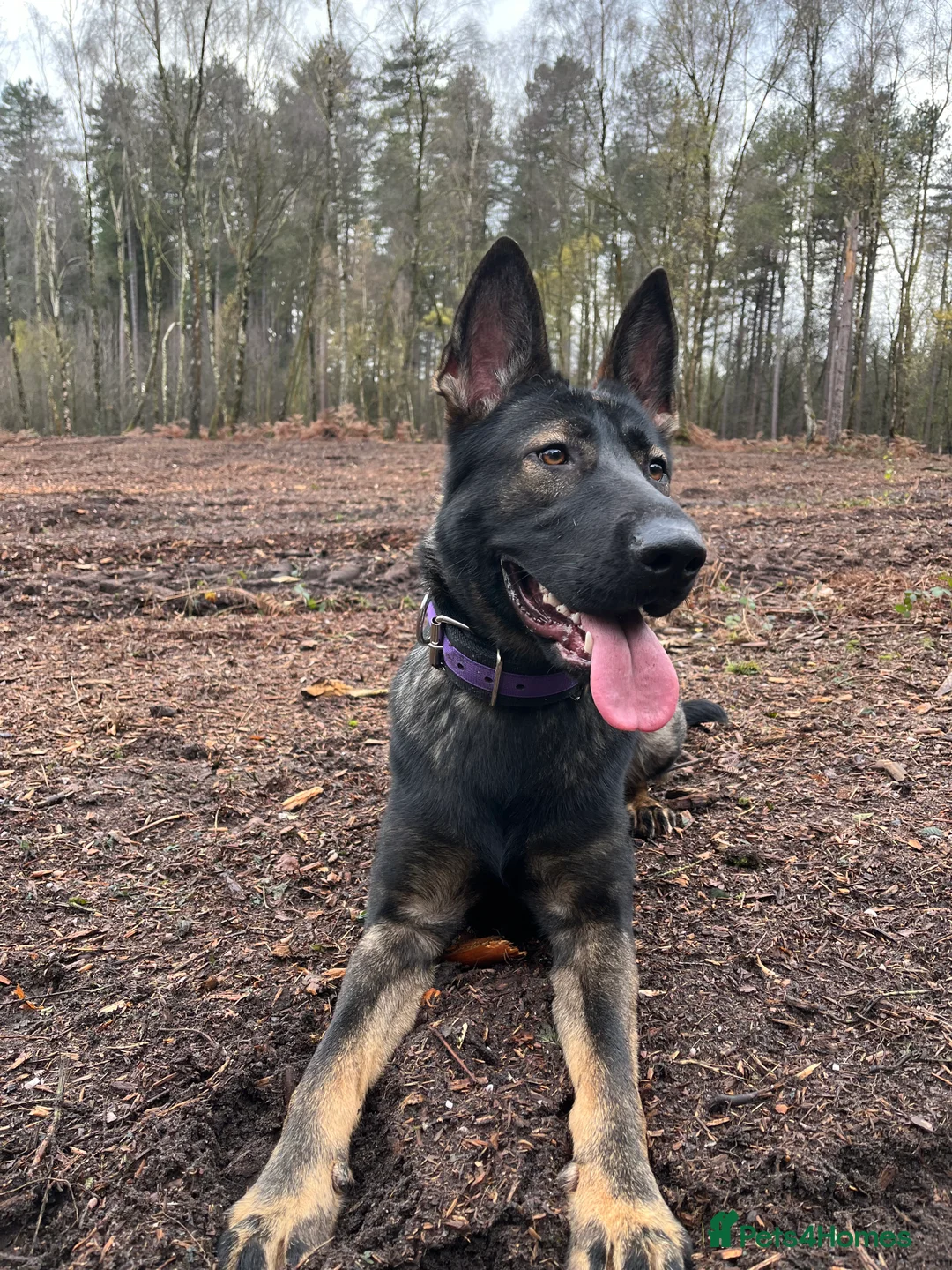 German Shepherd dogs for sale: Working Line German shepherd - Advert 6