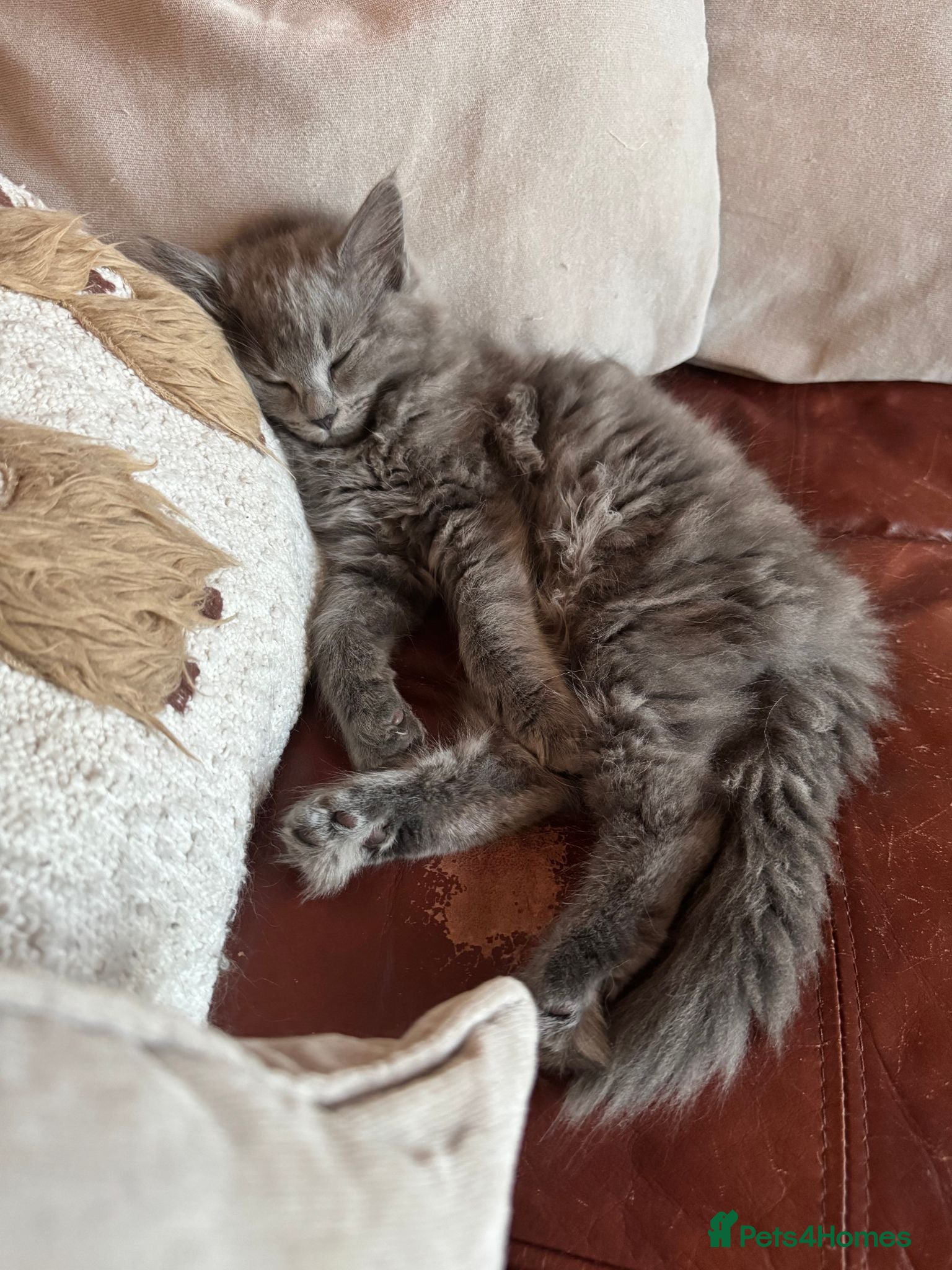 Mixed Breed cats Ready to leave 💕🏡 Gorgeous Ragdoll x BSH kittens - Advert 2