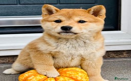 Japanese Shiba Inu dogs for sale: KC reg Japanese Shiba Inu puppies  - Image 4