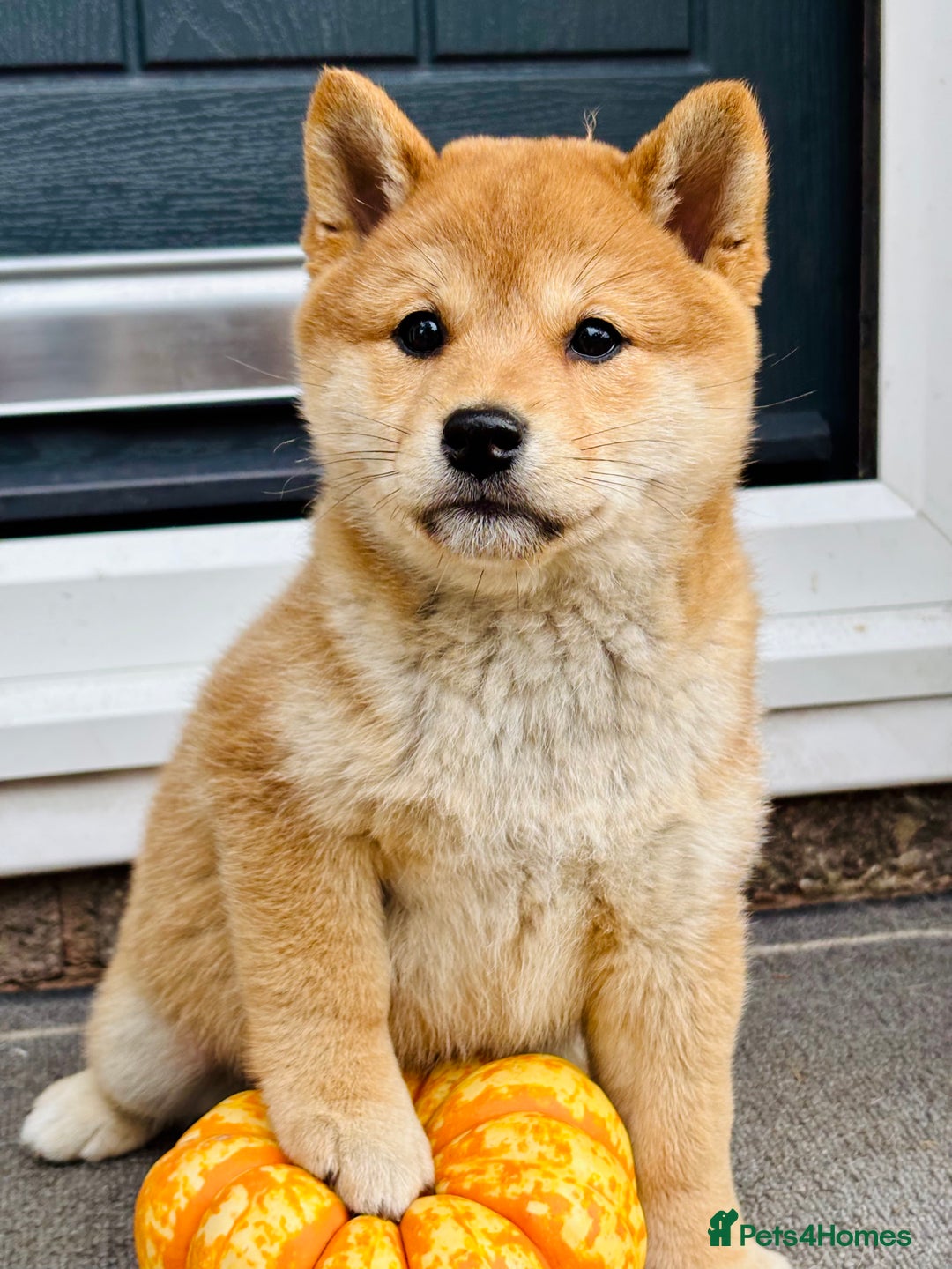 Japanese Shiba Inu dogs for sale: KC reg Japanese Shiba Inu puppies  - Image 4