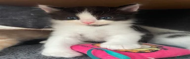Ragdoll 3