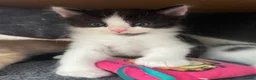 Ragdoll cats for sale: Beautiful cross Ragdoll kittens - Advert 21