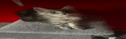 Maine Coon cats for sale: “Stunning” Maine Coon Kittens Ready to Leave Now - Advert 19