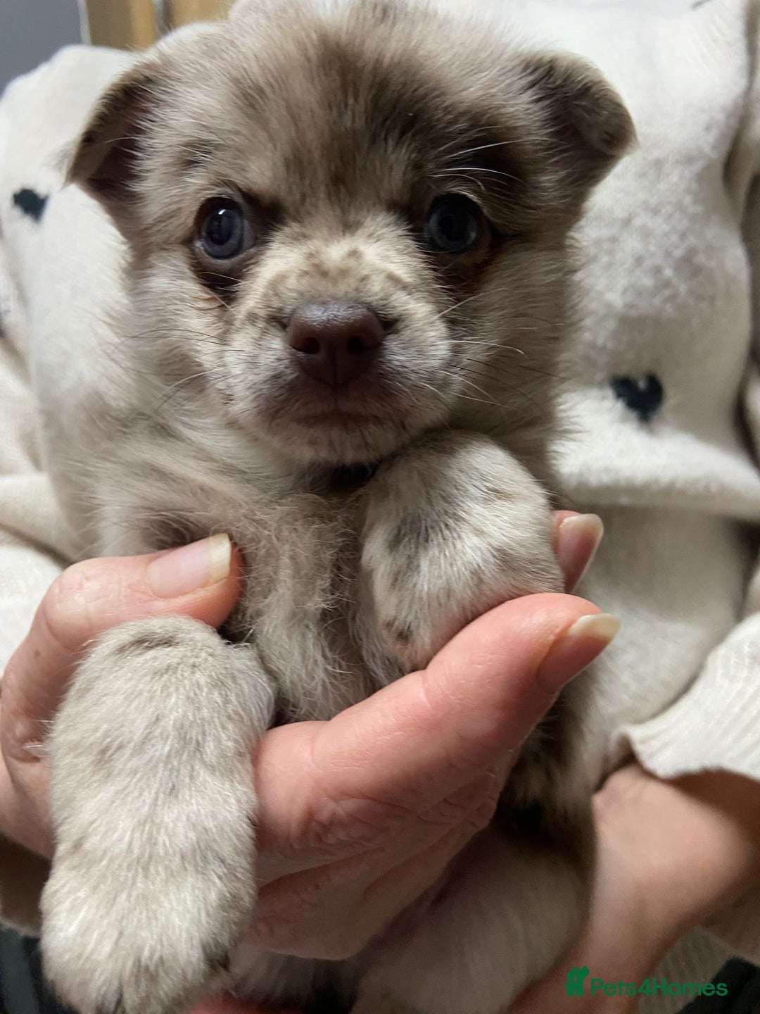 Pomchi dogs for sale: Stunning Pomchi’s - Advert 25