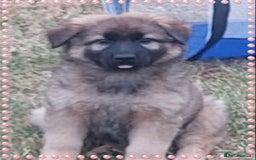 German Shepherd dogs for sale: 6 baby bears - Image 28