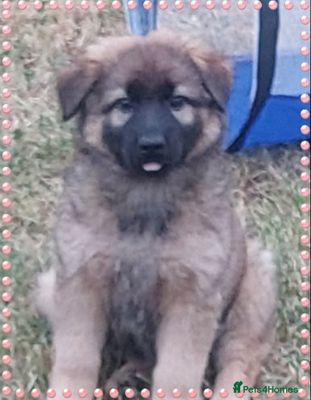 German Shepherd dogs for sale: 6 baby bears - Image 28