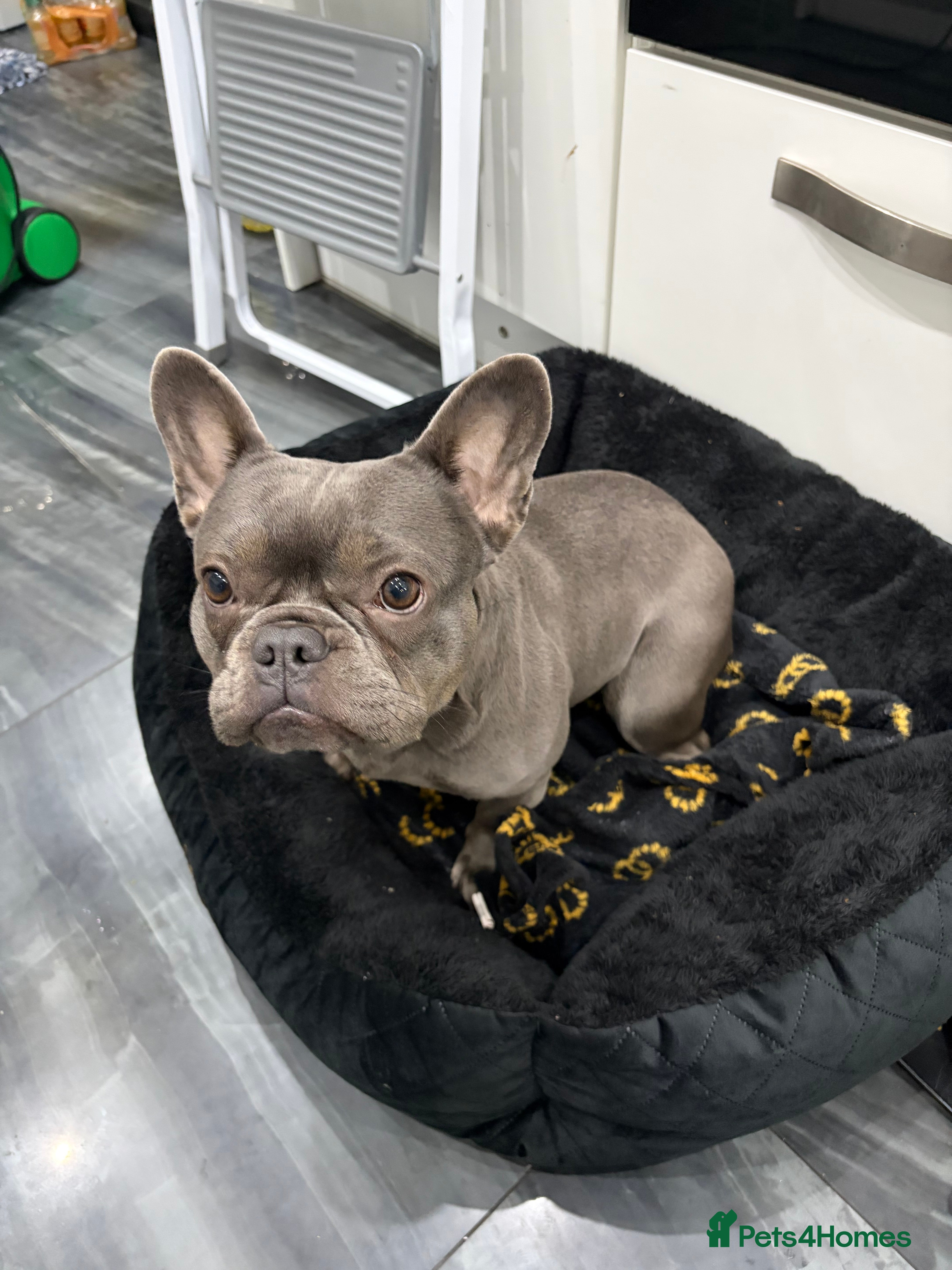 French Bulldog dogs Blue French Bulldog Female - Advert 1