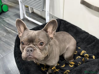 French Bulldog dogs Blue French Bulldog Female - Advert 8